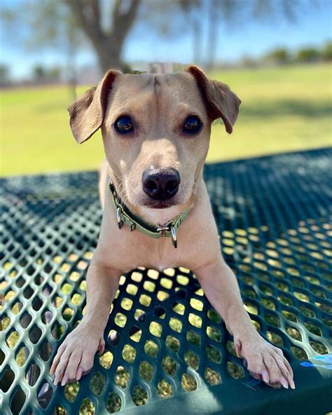 dachshund german shepherd chihuahua mix